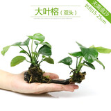 异景园鱼缸造景套餐阴性水榕沉木活体真水草淡水无土植物增氧趴地矮珍珠