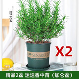 爱你一万年迷迭香苗盆栽可食用驱蚊植物香草薄荷苗水培花卉绿植物室内煎牛排 精品2盆 迷迭香中苗（加仑盆）