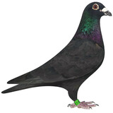 信鸽鸽子活体血统鸽成绩赛鸽幼鸽种鸽清棚鸽外血种鸽一对詹森信鸽 黑桑杰士种鸽 一公一母