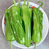 格沃斯（GEWOSI）现摘新鲜青椒农家自种青椒薄皮椒微辣芜湖椒椒应季新鲜蔬菜 1斤精选