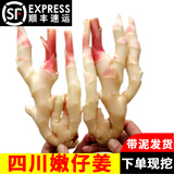辰实【现挖发顺丰】四川嫩姜 新鲜生姜 红芽仔姜 子姜泡醋姜 四川红芽嫩姜2斤