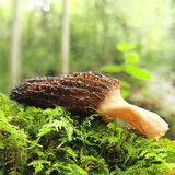 述山羊肚菌子新鲜烘干货食材牛肚菌菇类山野生长四川特产煲汤料包礼盒 【聚灵优选】55g头茬大个肉厚