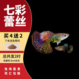 疯狂水草孔雀鱼活体水族宠物观赏鱼冷水耐活小型热带鱼淡水鱼苗 七彩蕾丝孔雀鱼【共6条】