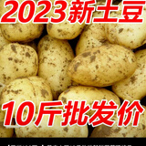 贵州威宁新鲜黄心大土豆家乡的味道太莎太面太好吃放得久 土豆 5斤 大果