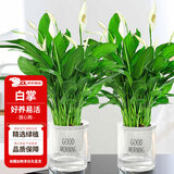 花翁一帆风顺白掌盆栽办公室内绿植花卉水培植物易活好养常绿源头直发