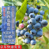 四万公里【买一送一】蓝莓树苗莱格西果树树苗南北方种植庭院阳台盆栽地栽