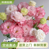 云南鲜花批发品质玫瑰百合水养鲜切花送女友生日礼物源头直发 粉色系洋桔梗200g 【任选2件—不收运費】
