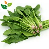 有机菠菜1斤装有机认证新鲜蔬菜食材汇之星 自然生长无激素无农残 500g