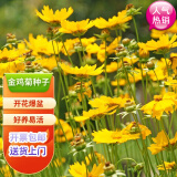 花琴金鸡菊种子多年生花卉野菊花种子绿化景观园林花种子/金鸡菊半斤