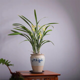 八芽建兰素心盆栽天香素浓香型观兰花植物室内四季好养名贵带花苞花卉 建兰-喜上枝头盆-紫砂托 带盆栽好