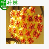 新苗特价球兰盆栽球兰花苗小苗 球形花卉 球兰花室内爬藤花卉盆栽 9号地中海 不含盆