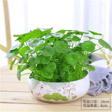 中梦水培金钱草水培铜钱草金钱草水培植物水生花卉迷你绿植 铜钱草+水仙红荷花陶瓷盆 含盆