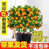 临雅【带果发货】四季金桔树年桔可食用冬季客厅年宵花盆栽金橘子树苗 金桔树+原土盆