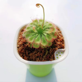 捕蝇草盆栽·猪笼草·食虫植物夏季驱蚊食虫捕虫室内趣味绿植 锦地罗【茅膏菜】 【赠吸水盆】栽好发货