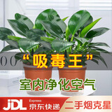 双盟金钻盆栽绿公主办公室客厅绿植盆栽吸毒王吸甲醛好养易活源头直发