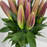 云南昆明基地直发新鲜香水百合家庭插花办公室用花供佛用花 主推款大头罗宾单头10支送保鲜剂