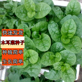 花语笙默四季播种蔬菜种子家庭种菜盆栽田园地栽菜种易种植易生长瓜果菜籽 木耳菜种子（约90粒） 原厂封装1袋