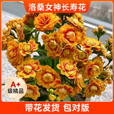 爱你一万年长寿花盆栽带花苞金狐狸四季开花易活好养室内绿植花卉多肉植物 (A+）洛桑女神长寿花 （原土盆）