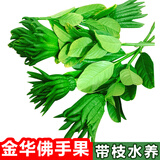 辰实【现摘带枝果】佛手柑 金华香橼果 佛手果新鲜特产佛手鲜果供佛 3枝中小青果【特长枝约18-25cm】