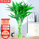 沭之美水培绿植富贵竹 富贵竹10支约70-80cm高+25高圆柱玻璃瓶源头直发