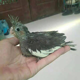 豪蚨鹦鹉雏半毛活体宠物观赏玄凤雏鸟牡丹小太阳活物亲人上手幼鸟豪蚨 原始灰玄凤半毛雏鸟1只