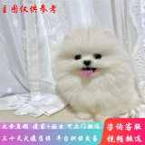 桓瑞宠物茶杯犬博美犬幼犬幼崽白色纯种宠物狗狗活体小型犬犬舍直销 宠物级 宠物级B款 公