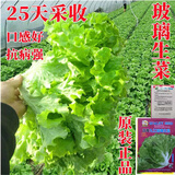 孔雀菜种子生吃脆甜高营养四季罗马直立生菜种子盆栽阳台蔬菜种子 甜脆玻璃生菜种子一包1500粒