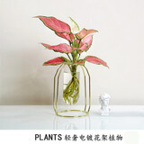 融暖轻奢餐桌花 ins北欧文竹水培植物盆栽办公室内水养绿植桌面四季n 吉【小号金架】 含盆