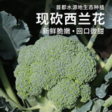 密农人家 农家生态种植 西兰花 鲜嫩可口西蓝花 新鲜蔬菜花椰菜绿菜花500g