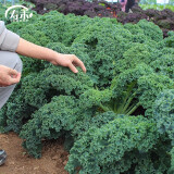 寿禾 羽衣甘蓝种子春冬季菜种耐寒食用蔬菜种孑苗播种种苗寿光种苗 羽衣甘蓝【绿色】10g装