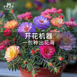 史丹利重瓣太阳花种子籽七彩大花特大单瓣大朵盆栽种孑四季开花 太阳花种子1袋【四季开花】 史丹利荣誉出品