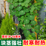 临雅山乌龟植物金不换盆栽红藤圆叶室内阳台爬藤观叶水培好养绿植夏天 红藤圆叶【17-18直径】1个