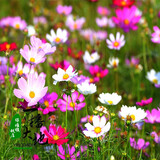 一播大地百日草种子波斯菊野花组合四季易活室外混色阳台庭院花卉种籽花子 格桑花混色50克