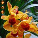 星雨香（XINGYUXIANG）基地清仓价 新店开张 蓝宝石 超香兰花  四季开花 养不死的好品种 童心香兰 1苗新手试养 裸根发货