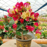 多色重瓣三角梅盆栽花苗耐寒老桩爬藤植物阳台庭院室内外好养花卉植物当年开花三角梅树苗 画报 三年苗