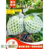 番石榴套袋网袋芭乐防虫网袋专用一体泡沫包装袋石榴袋水果网套 厚款100套