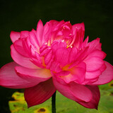 御春阁藕苗带芽大型观赏荷花种藕盆栽池塘水培植物荷花苗莲藕种苗莲花苗 状元红(藕苗带芽)