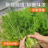密农人家 农家新鲜茴香 现割小茴香 饺子馅 新鲜蔬菜 鲜嫩茴香苗350g
