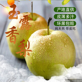 果味鲜玉露香梨【现货速发】 新鲜水果梨子  脆甜多汁 核小无渣 带包装5斤 单果250克左右