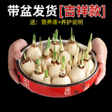 惜林园 正宗漳州水仙花 水培植物水养花卉 冬季室内盆栽球根