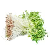 香椿苗100g