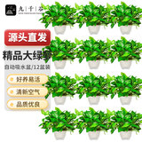 九千谷绿萝除甲醛大盆绿植盆栽办公室桌面植物花卉12盆装吸水盆源头直发