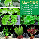 疯狂水草浮萍水草鱼缸造景水生植物古法鱼缸水草真水草净化1 源头直发包邮