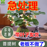 小盼菩提树盆栽带果发货室内客厅办公室桌桌摆植物办公室四季花卉 菩提【带果发货】原盆原土