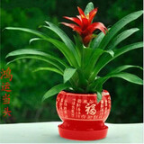 意轩鸿运当头绿植盆栽花卉植物四季开花室内客厅水培植物红星凤梨水养 鸿运当头20-25公分高红福字陶瓷