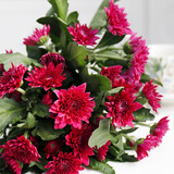 多头小雏菊随机色5支