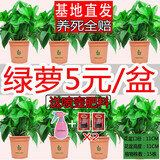 格调生活绿萝盆栽室内花卉盆栽垂吊长藤绿箩懒人桌面客厅绿植四季常绿 120五叶草绿萝8盆+喷壶+2肥料