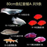 乐淘逸宠银龙鱼活体大中型热带观赏鱼鱼缸宠物淡水风水鱼发财鱼金龙鱼 80cm鱼缸套餐A发顺丰