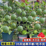 超甜蜂蜜小西瓜种子红玉无籽小西瓜四季种植阳台庭院盆栽水果种子 蜂蜜盆栽小西瓜种子（30天可吃） 高产良种：1包约40粒【新种