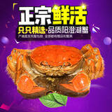 【活蟹】澄湖之心阳澄湖大闸蟹公螃蟹2.8-3.1两母蟹2.3-2.6两10只 正宗阳澄湖大闸蟹/足斤足两